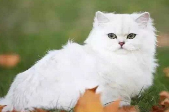 猫为什么喜欢闻狐臭