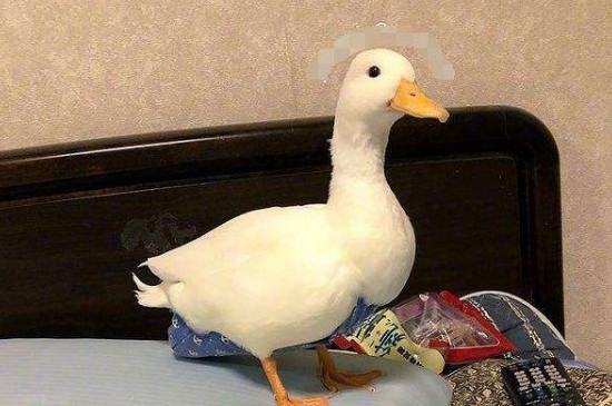 宠物鸭认识主人吗