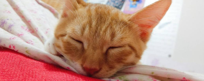猫咪一直吐但是精神很好