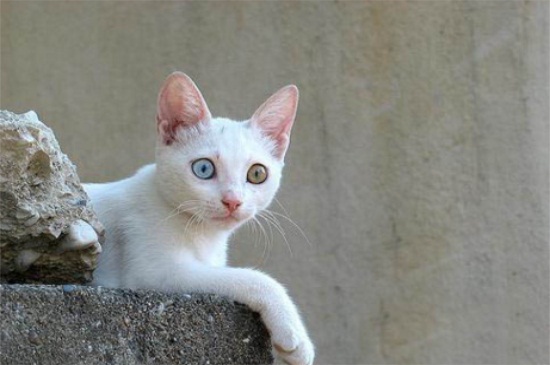 猫咪瘫痪可能自愈