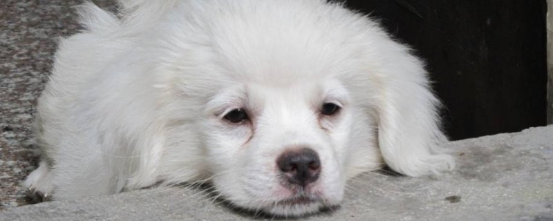狗带怎么戴