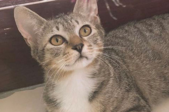 猫爪抓破了皮要打针吗