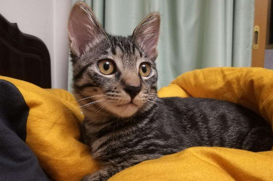 猫喜欢扑人脸怎么办