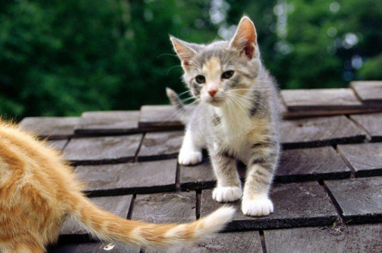 濒死的小猫怎么急救