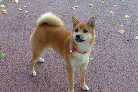 养柴犬是种怎样的体验，爱掉毛个性强出门必须要盯好
