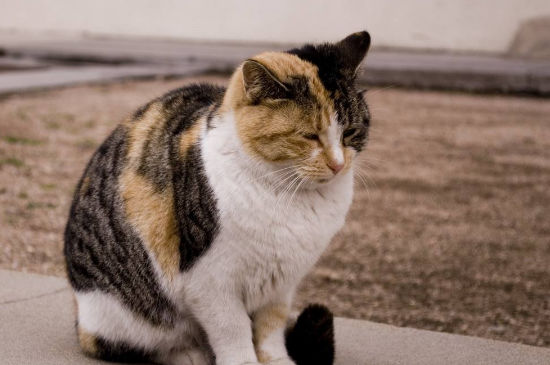 被陌生猫亲近什么预兆