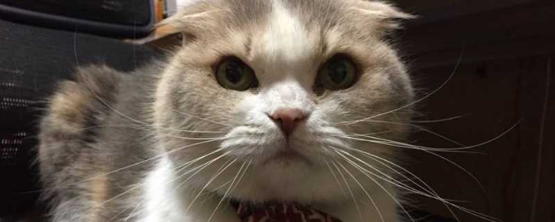 猫嘴角起黑硬痂子