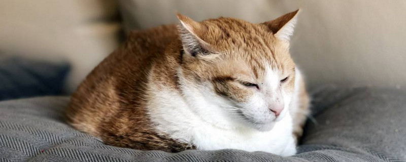 猫咪反胃但不吐