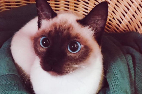 怎样才能辅助公猫开脚