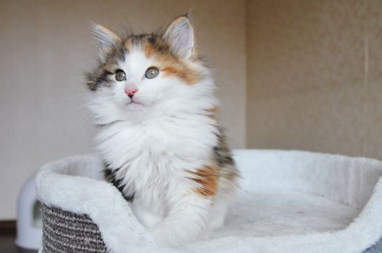 挪威森林猫缺点