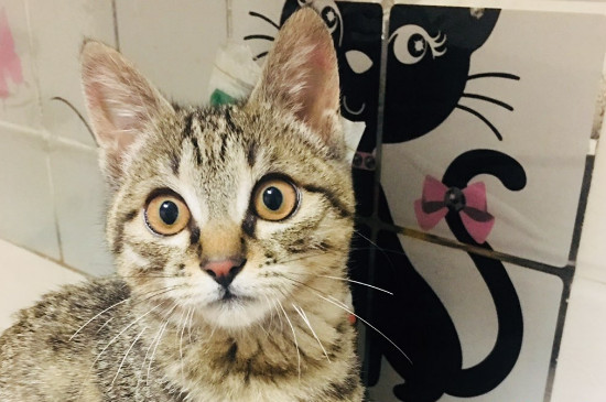 猫癣会传染给猫吗