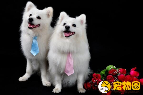 银狐犬和萨摩耶有五大区别，银狐犬竟是萨摩耶的后代
