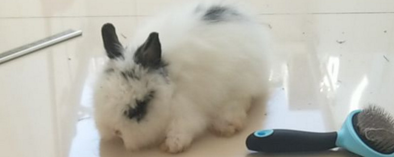 猫猫兔喜欢主人的表现