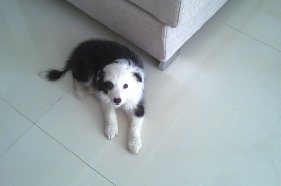 边境牧羊犬适合家养吗