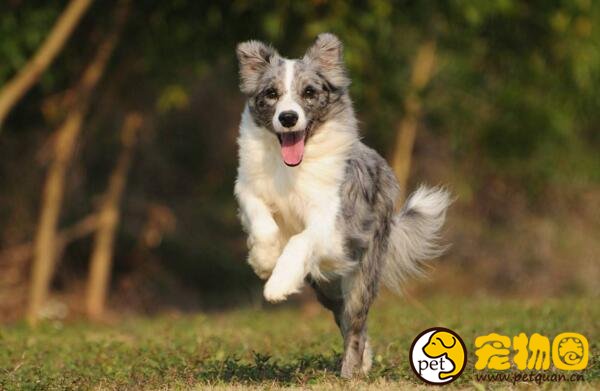 边境牧羊犬好吗，边牧该怎么训练比较好