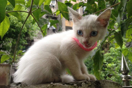 土猫什么时候发腮
