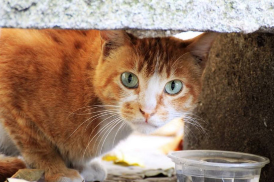 小猫饿了的表现