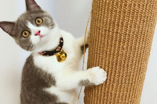 猫咪嗓子哑了叫不出声