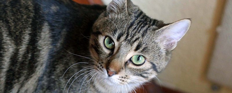 猫背上有白色皮屑
