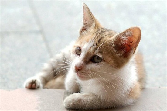 小猫胎毛换后花纹变化