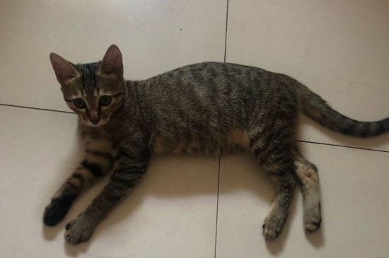 猫咪全身无力一直躺着
