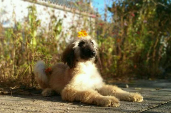 阿富汗猎犬到底有多笨