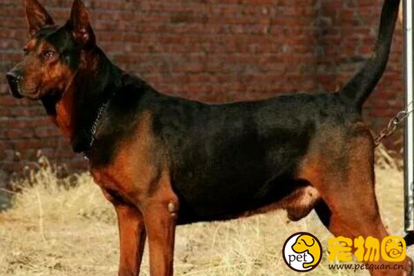 中国山红犬是六犬杂交，被德牧挤出市场(曾上万元一只)