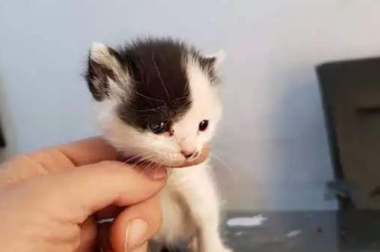 小猫新来怎么适应