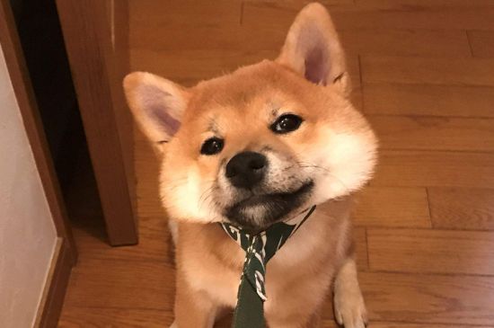 柴犬为什么经常咬人