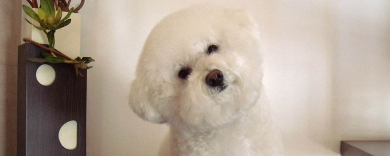 狗狗为什么喜欢偏头