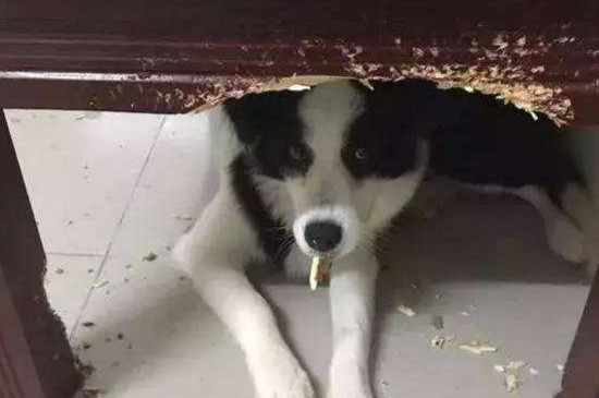 边牧被主人打后的表现