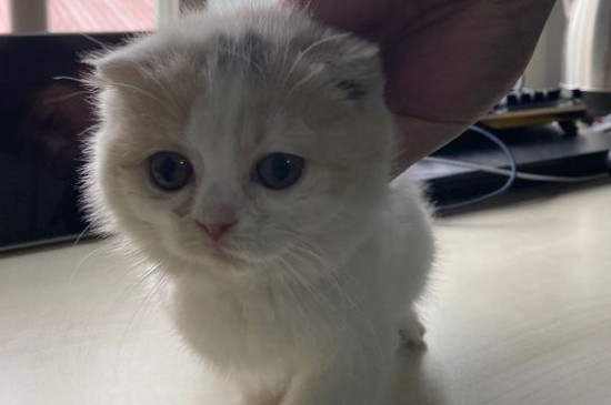 幼猫太瘦了吃什么