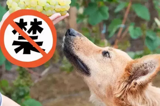 狗狗可以吃香蕉吗