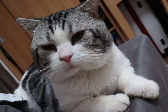被猫压床预示着什么