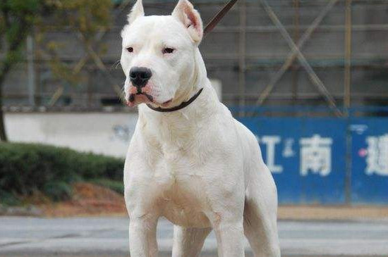 杜高犬十个不养的理由