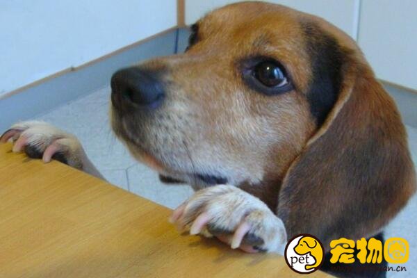 哈利犬是小型犬里的长寿老人，平均寿命长达20年