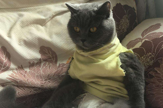 母猫绝育后还会乱叫吗