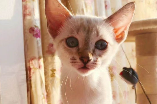 猫咪死后身体多久变硬