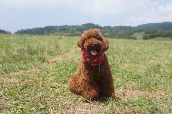 泰迪狗不能吃什么东西