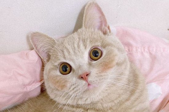 猫下巴脱毛秃了红红的