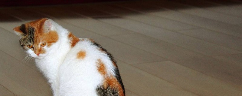 换猫粮怎么过渡