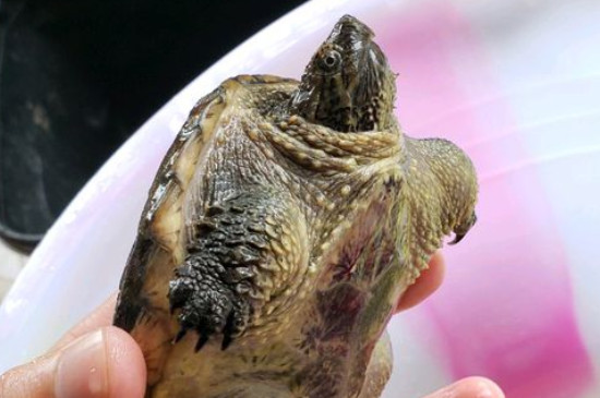 乌龟后肢无力