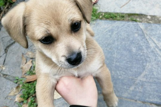 雾霾对狗狗有影响吗
