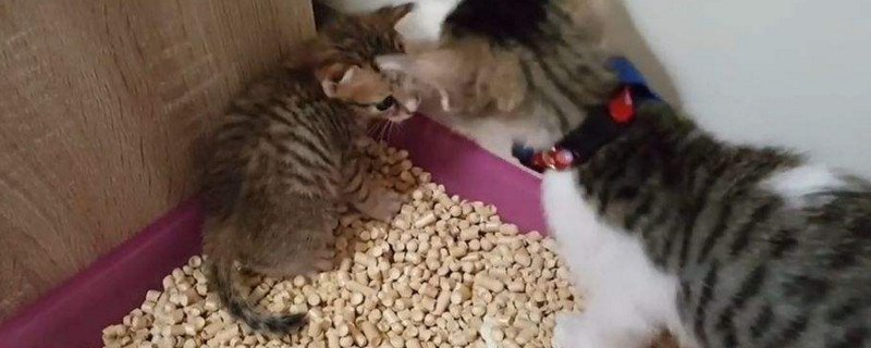 10公斤的猫砂能用多久
