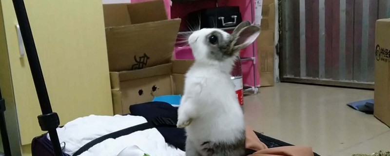 一斤的兔子好养活吗