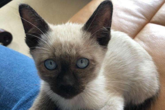 猫吃猫粮吐了