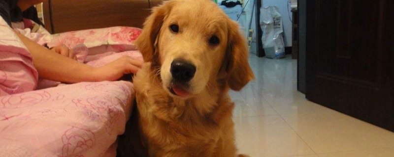 狗临死前7症状有哪些