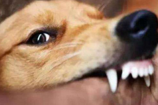 狂犬病症状