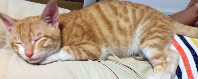 经常打猫咪它会怎么样