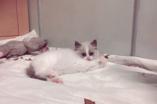 猫生小猫每只间隔多久